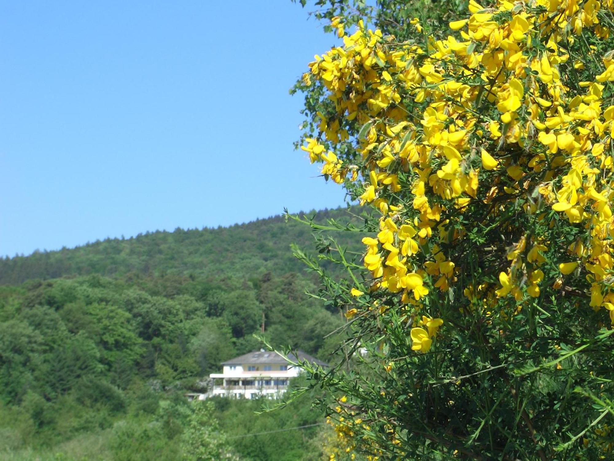 Zum Rebhang Bed & Breakfast Oestrich-Winkel Zewnętrze zdjęcie